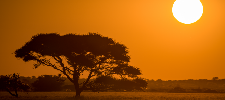 Requisitos para viajar a Sudáfrica y seguro de viaje de GO! ASSISTANCE para safaris al atardecer.