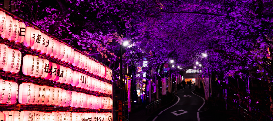 Requisitos de viaje para Japón y asistencia al viajero de GO! ASSISTANCE durante la temporada de cherry blossoms.
